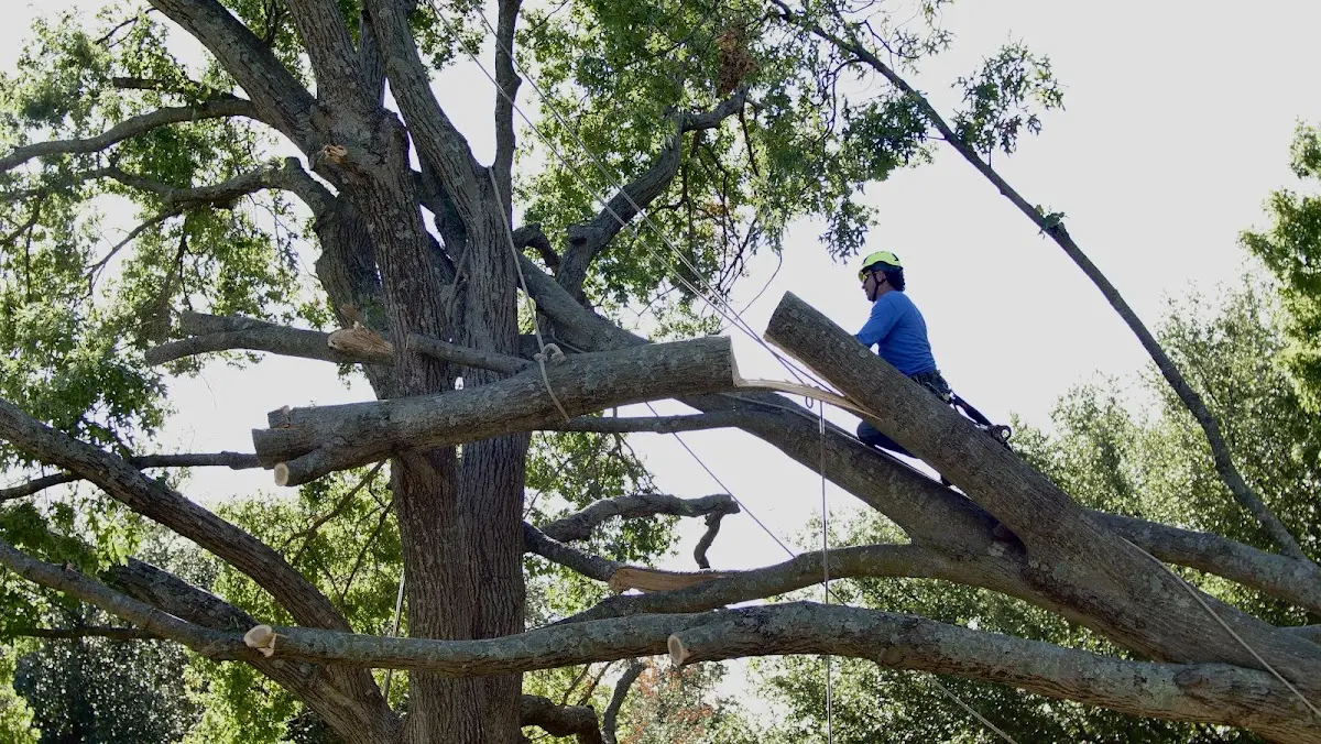 Professional Hazardous Tree Removal performed by certified arborists in Twin City