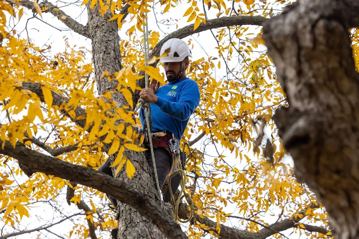 Skilled Tree Pruning crew working in Twin City