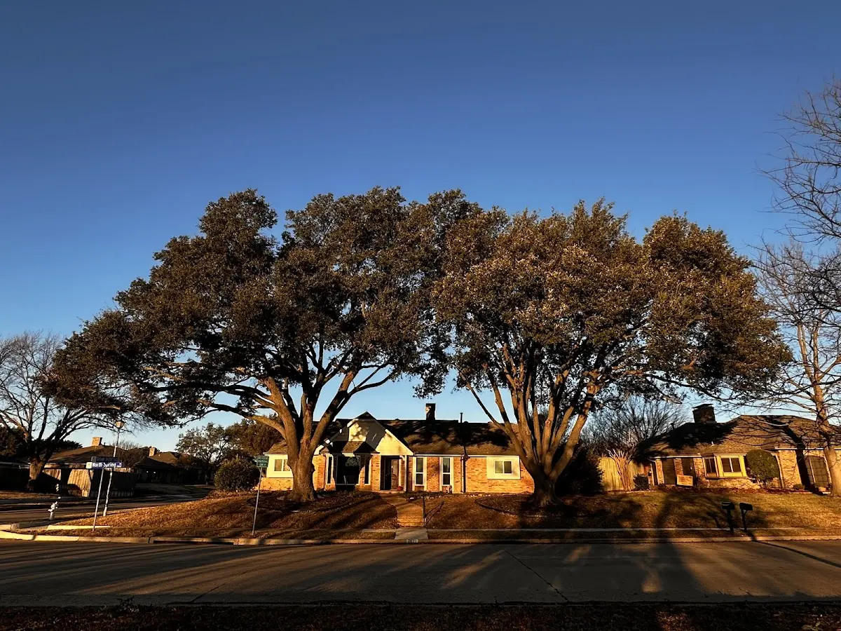 Established residential canopy tree shading a home in Twin City