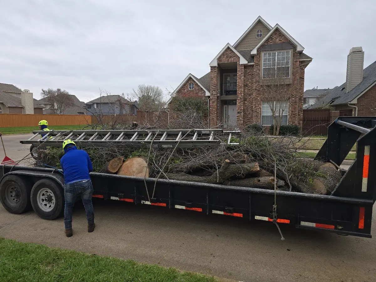 Expert Tree Pest Control with proper safety equipment in Twin City